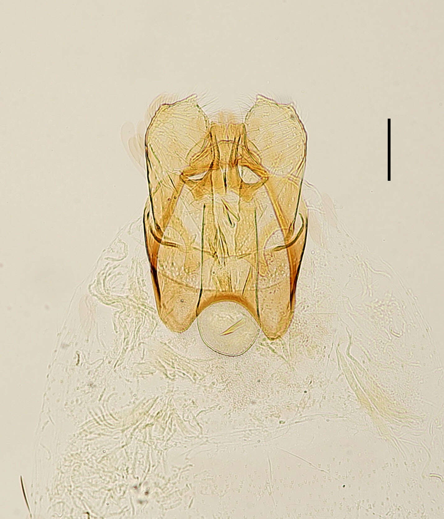 Image of Stigmella zelleriella (Snellen 1875) van Nieukerken 1983