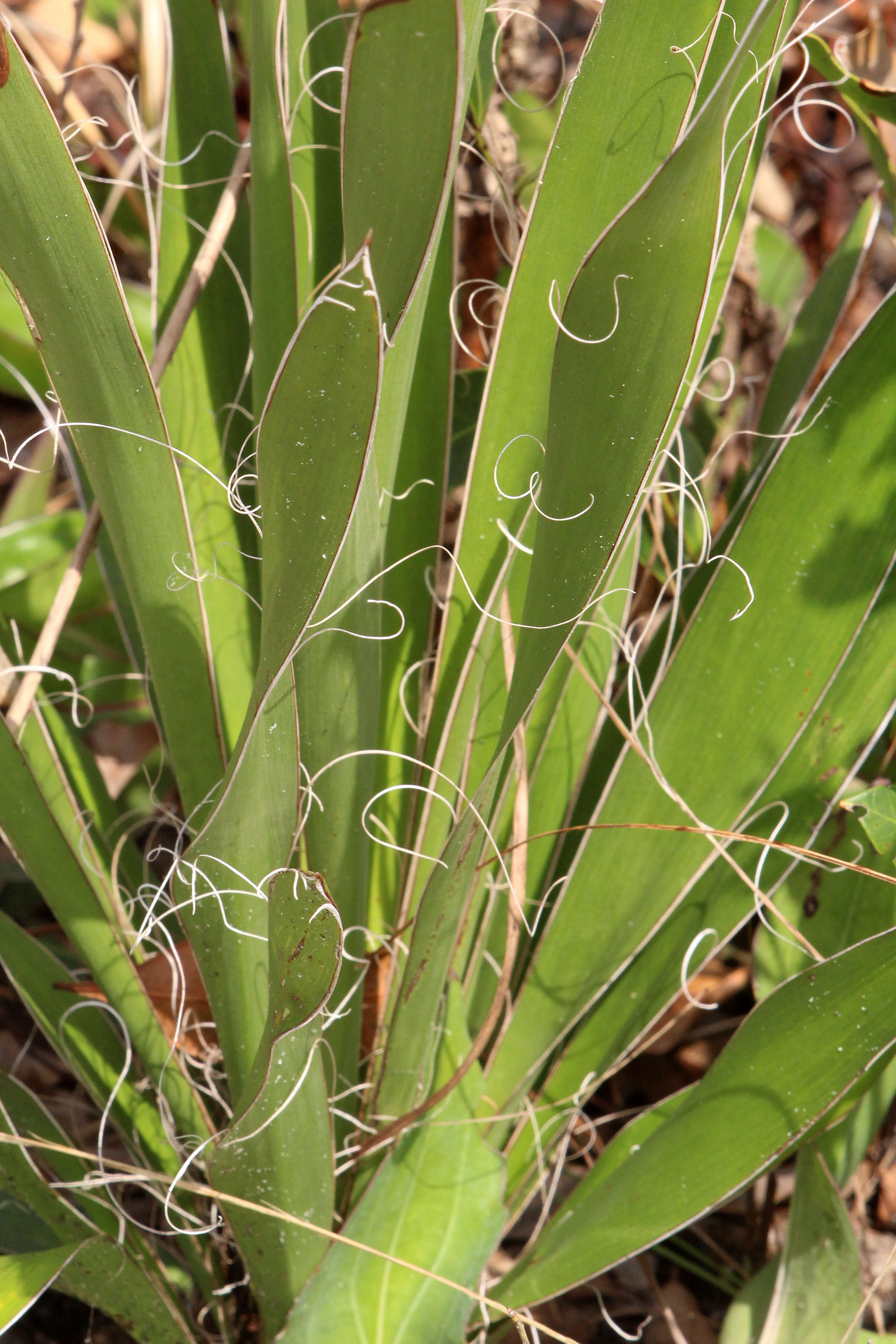 Image of Adam's needle