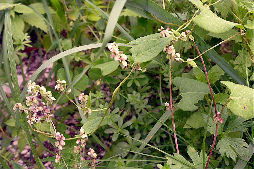 Image of Black Bindweed