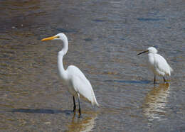 Image of Snowy Egret