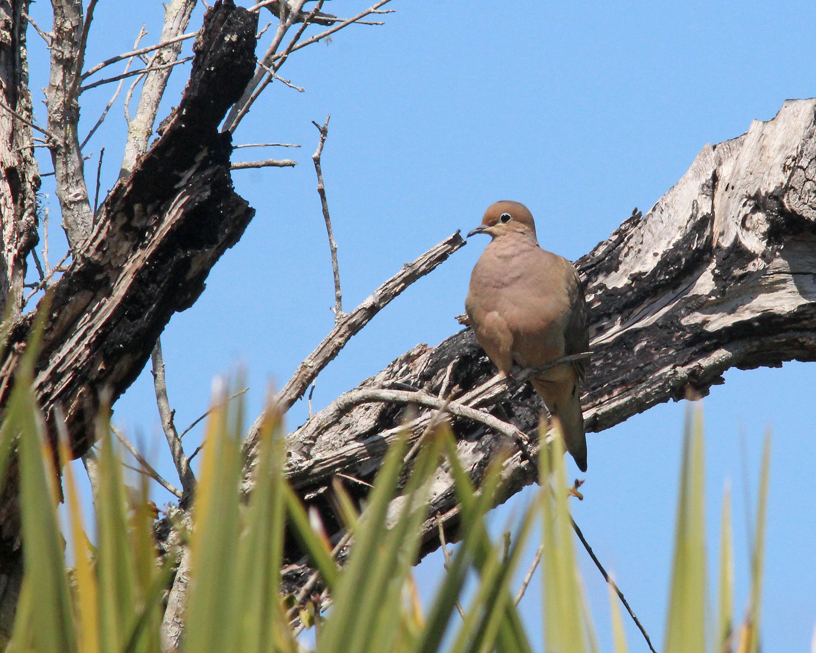 Image of American Mourning Dove