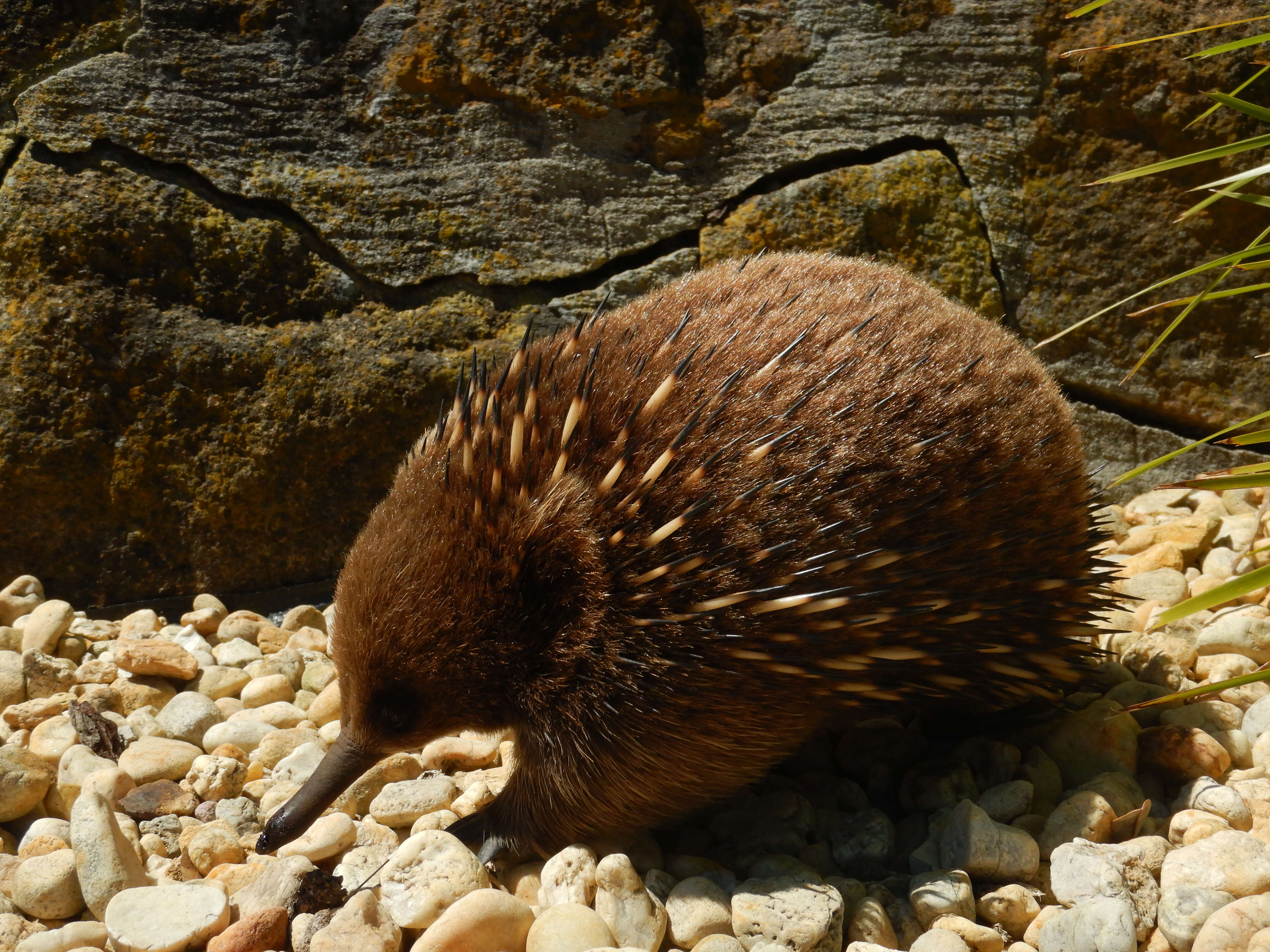 Image of Short-beaked Echidnas