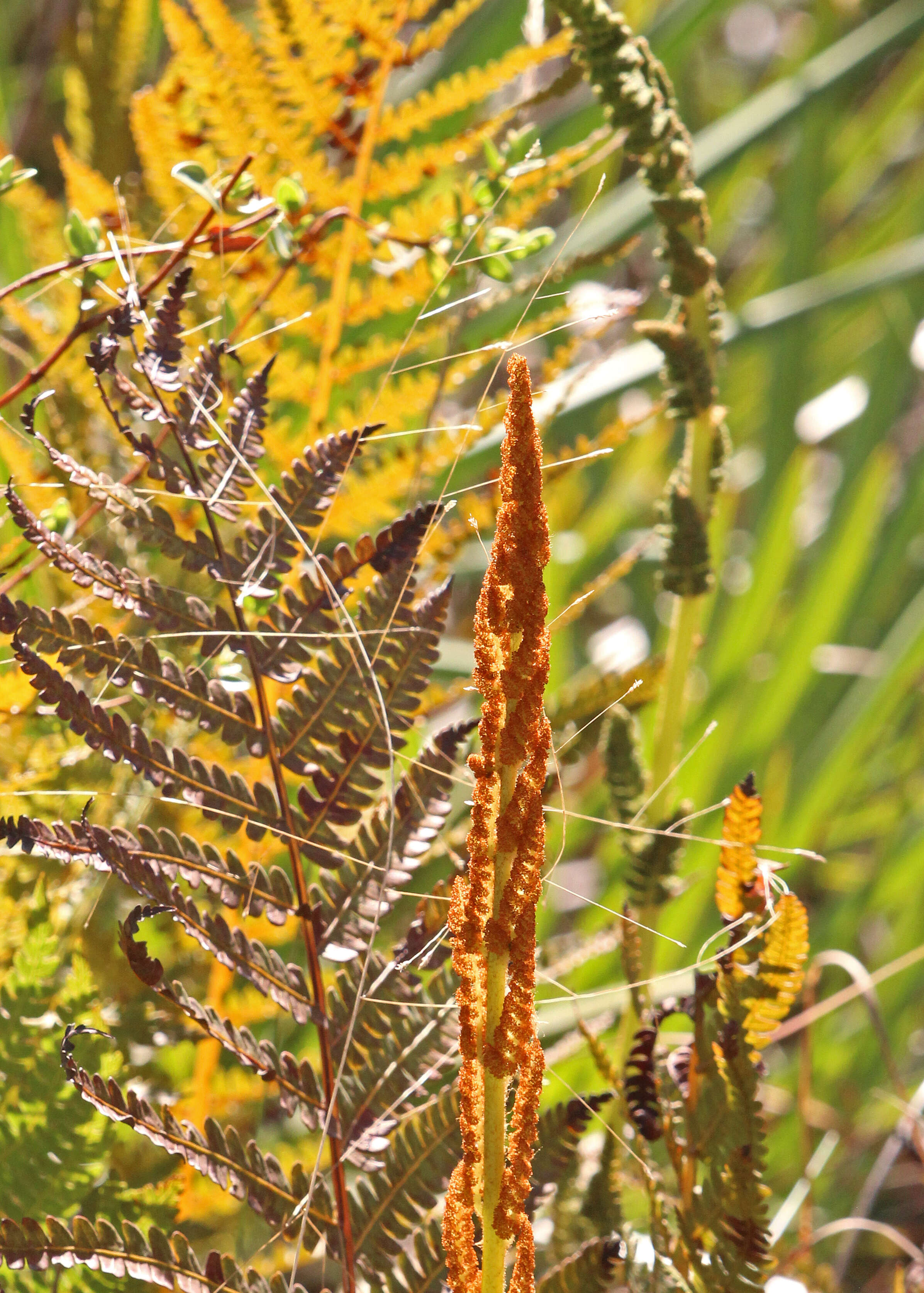 Image de Osmunda cinnamomea