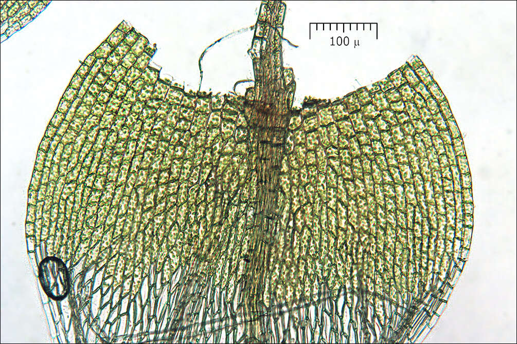 Image of silvergreen bryum moss