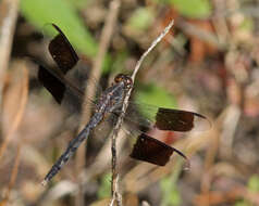 Слика од Erythrodiplax umbrata (Linnaeus 1758)