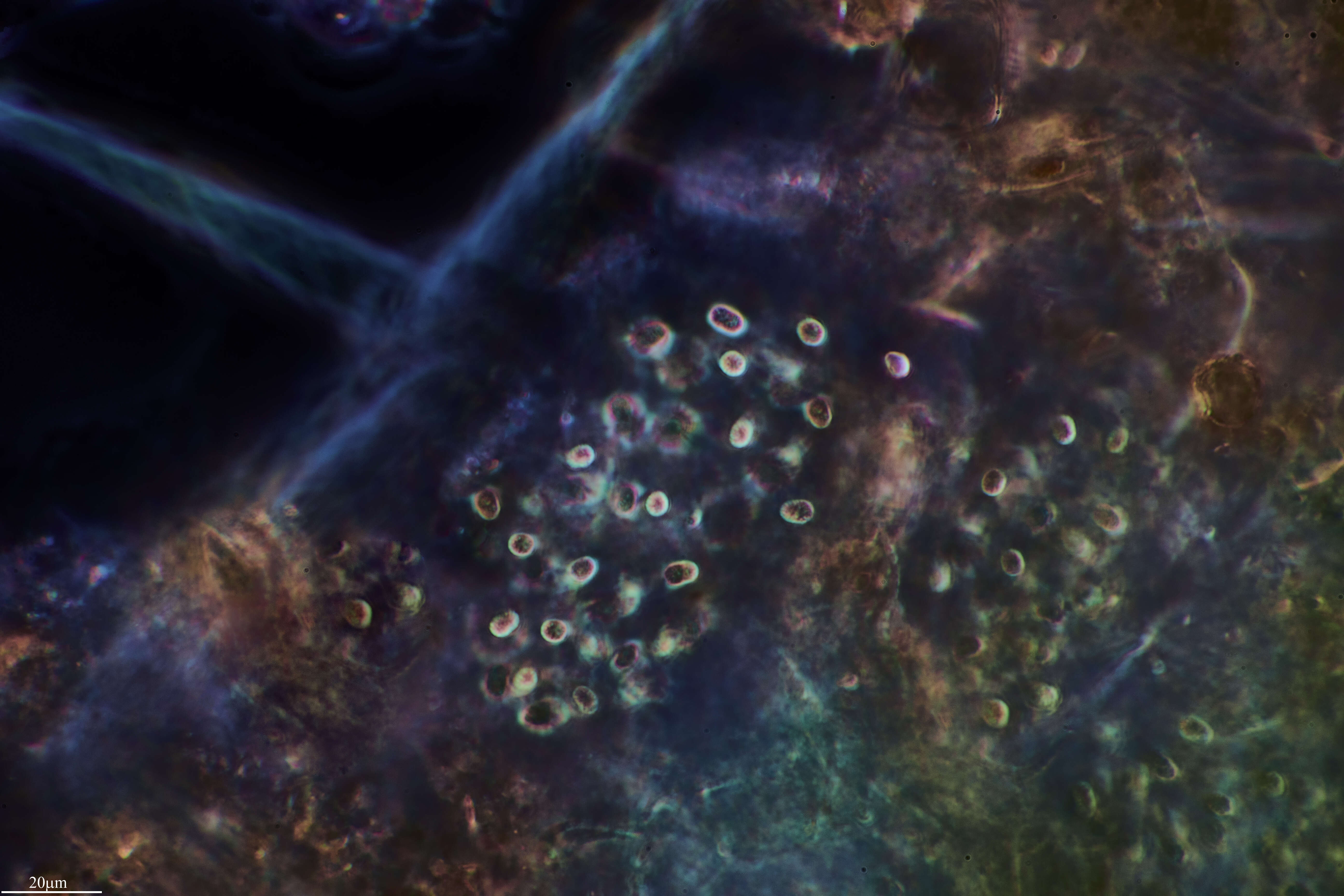 Image de Aphanothece microscopica