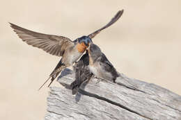 Imagem de Hirundo neoxena Gould 1842