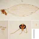 Image of Ulomyia lativentris (Berden 1952)