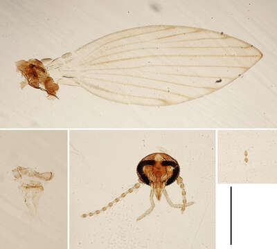 Plancia ëd Ulomyia lativentris (Berden 1952)