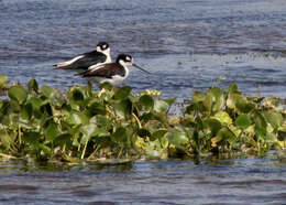 Image of Black-necked Stilt