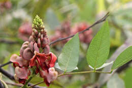 Image of groundnut