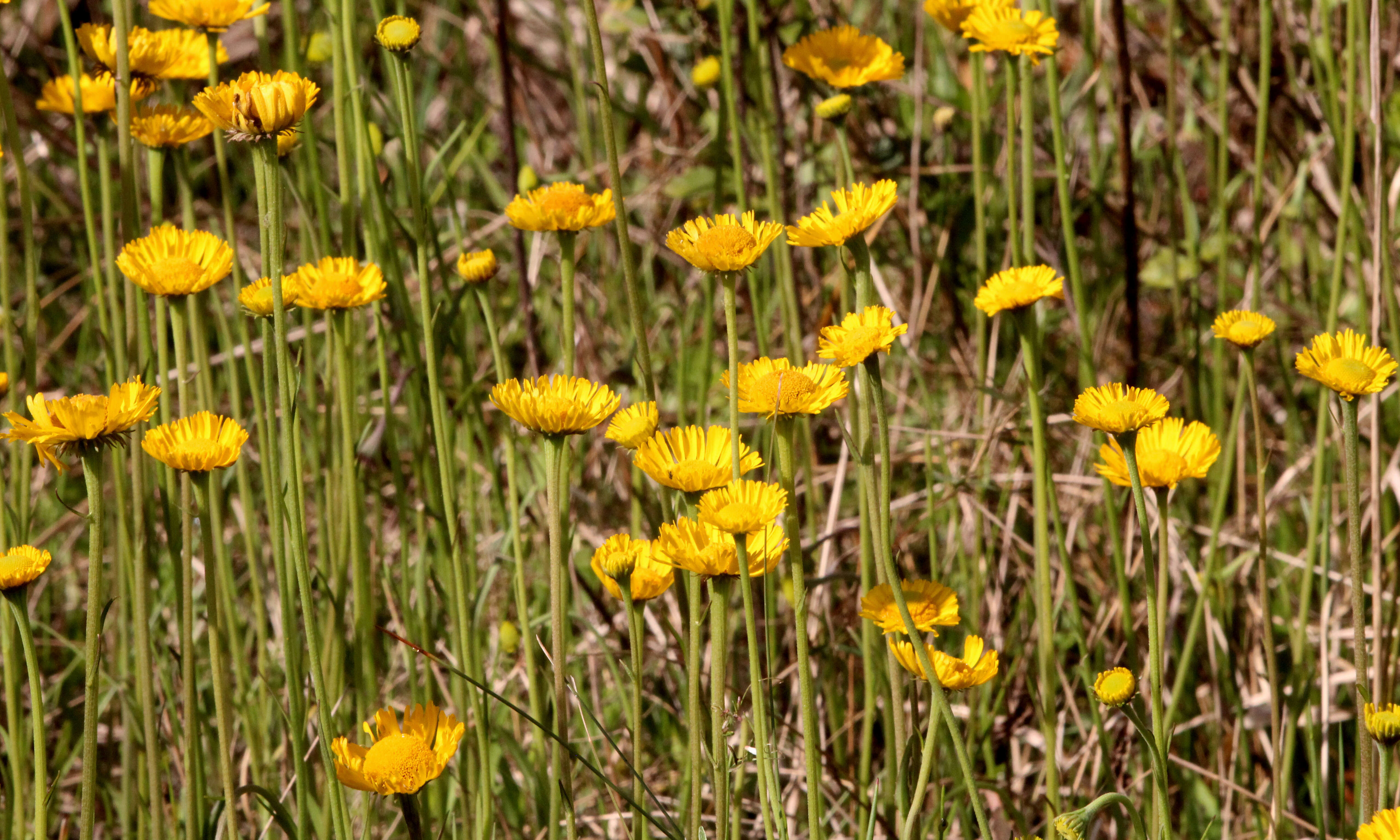 Image of southeastern sneezeweed