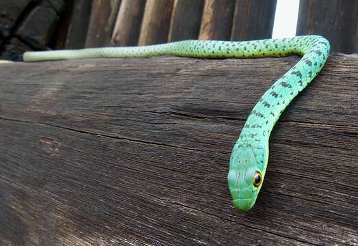 Image of Philothamnus semivariegatus (A. Smith 1840)