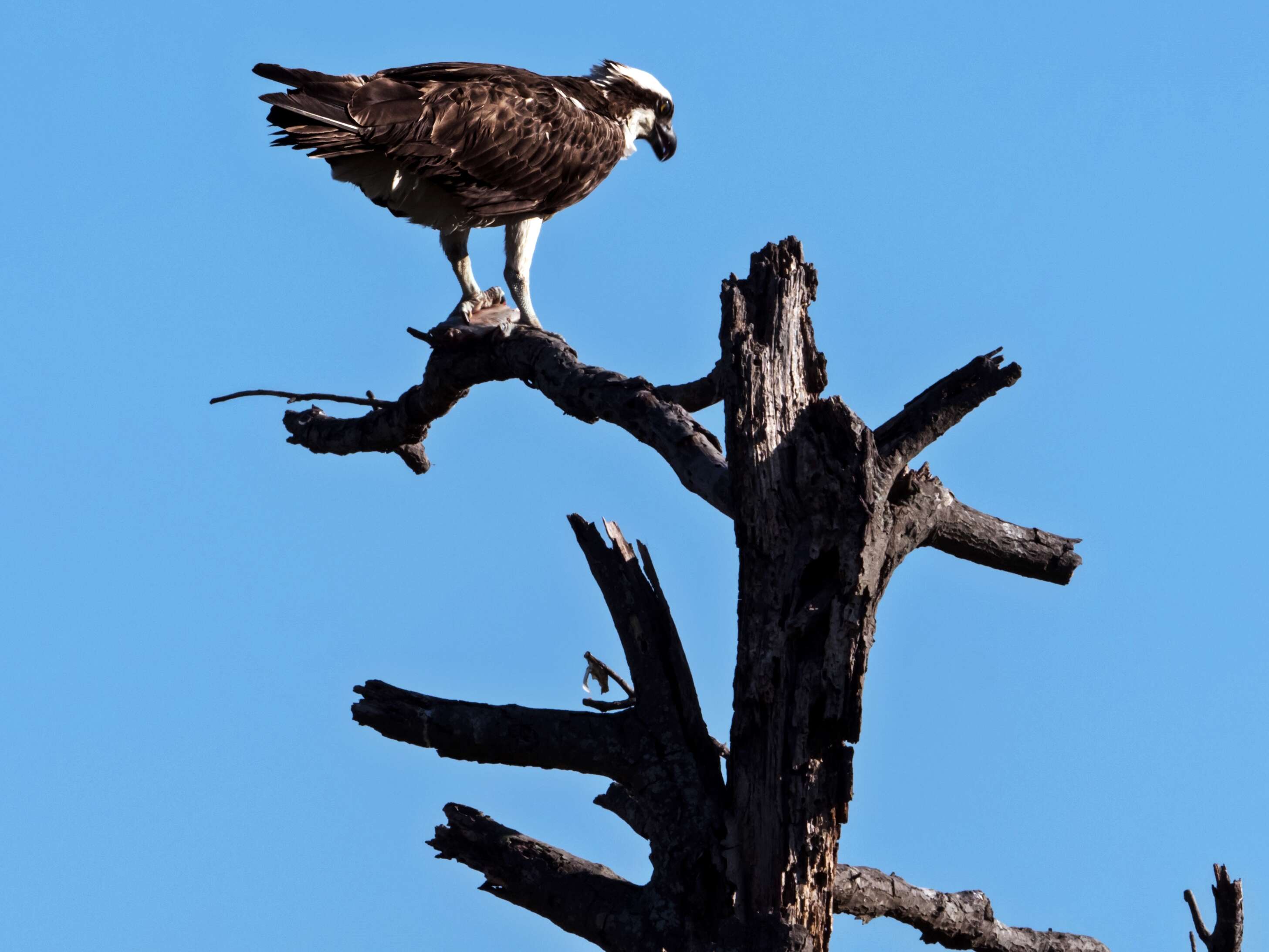 Image of ospreys