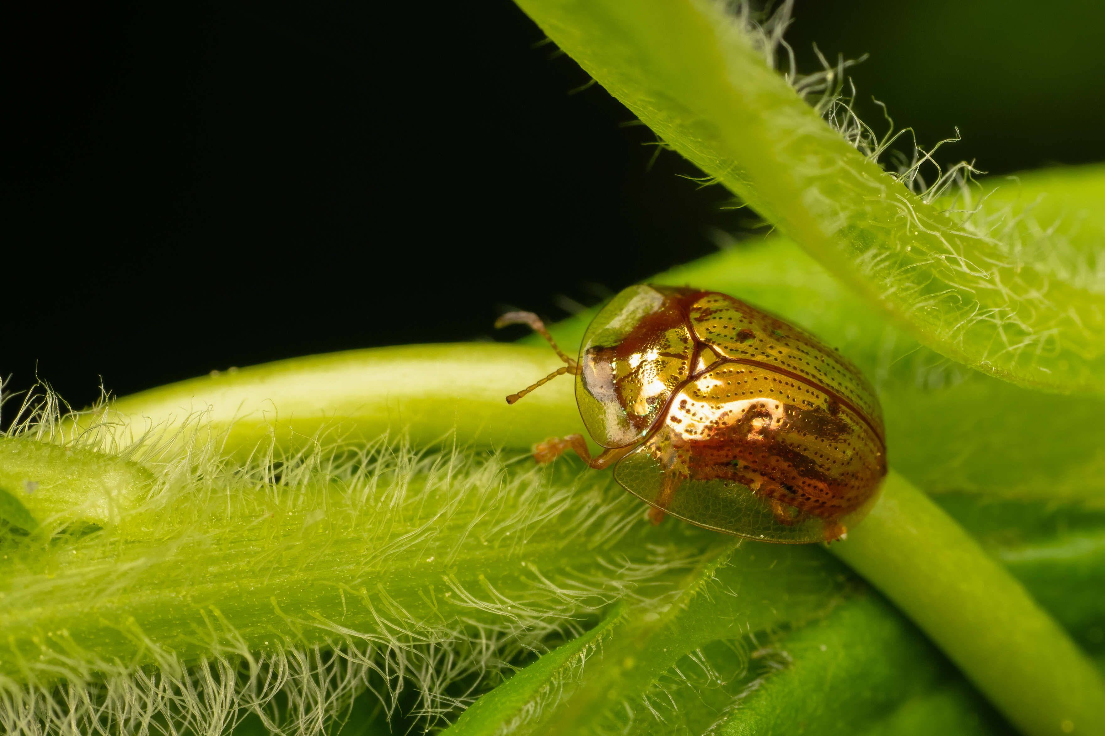 Imagem de Charidotella (Charidotella) sexpunctata (Fabricius 1781)