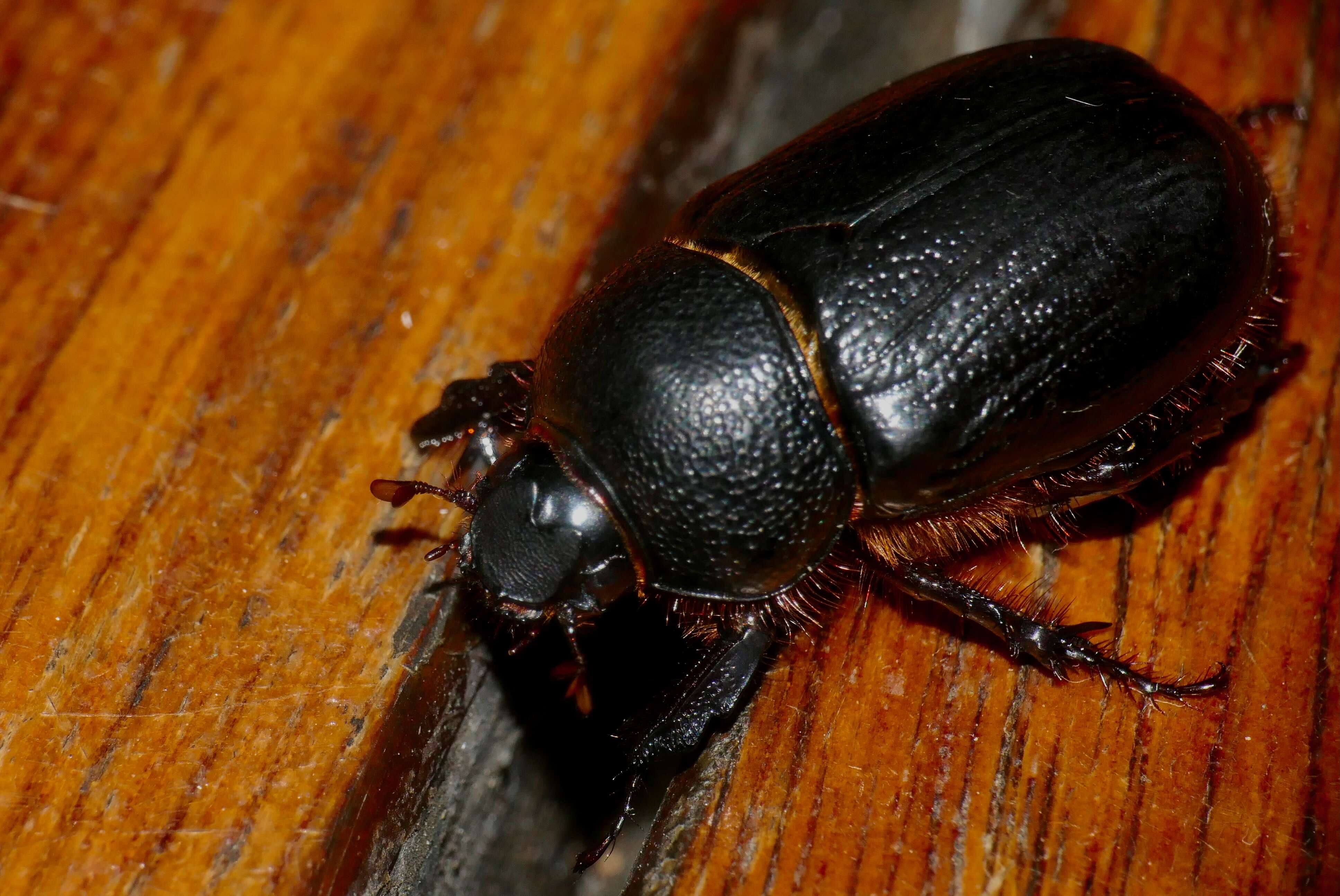 Слика од Temnorhynchus (Temnorhynchus) coronatus (Fabricius 1781)