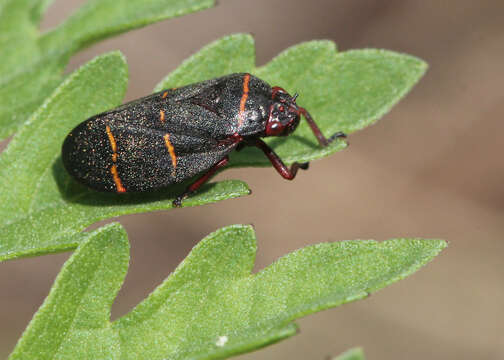 Image of Two-lined Spittlebug