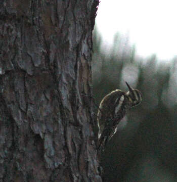 Image of Sapsucker