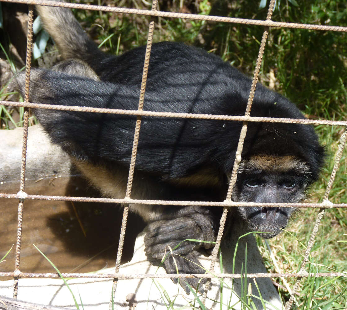 Image of Long-haired Spider Monkey