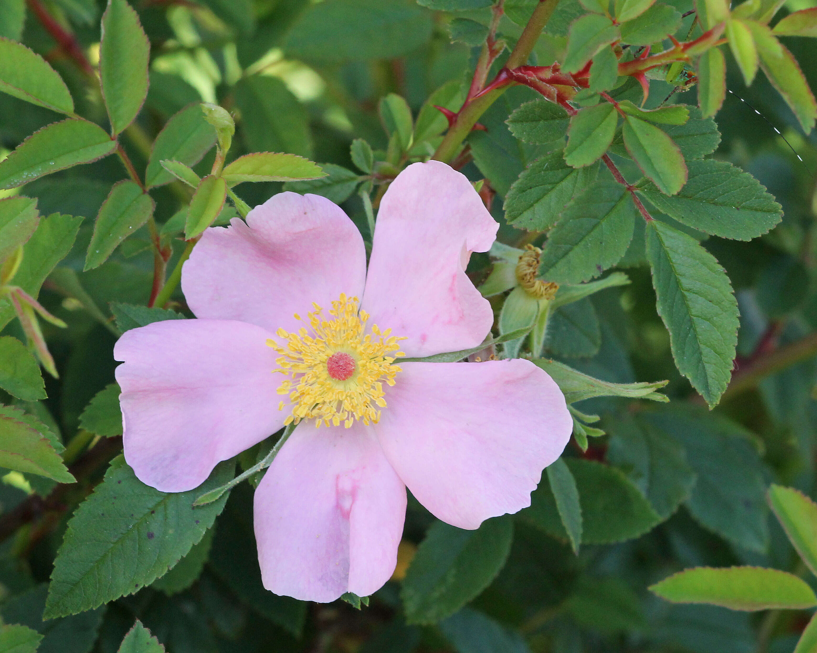 Image of swamp rose