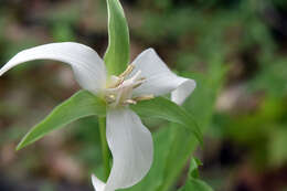 Imagem de Trillium flexipes Raf.