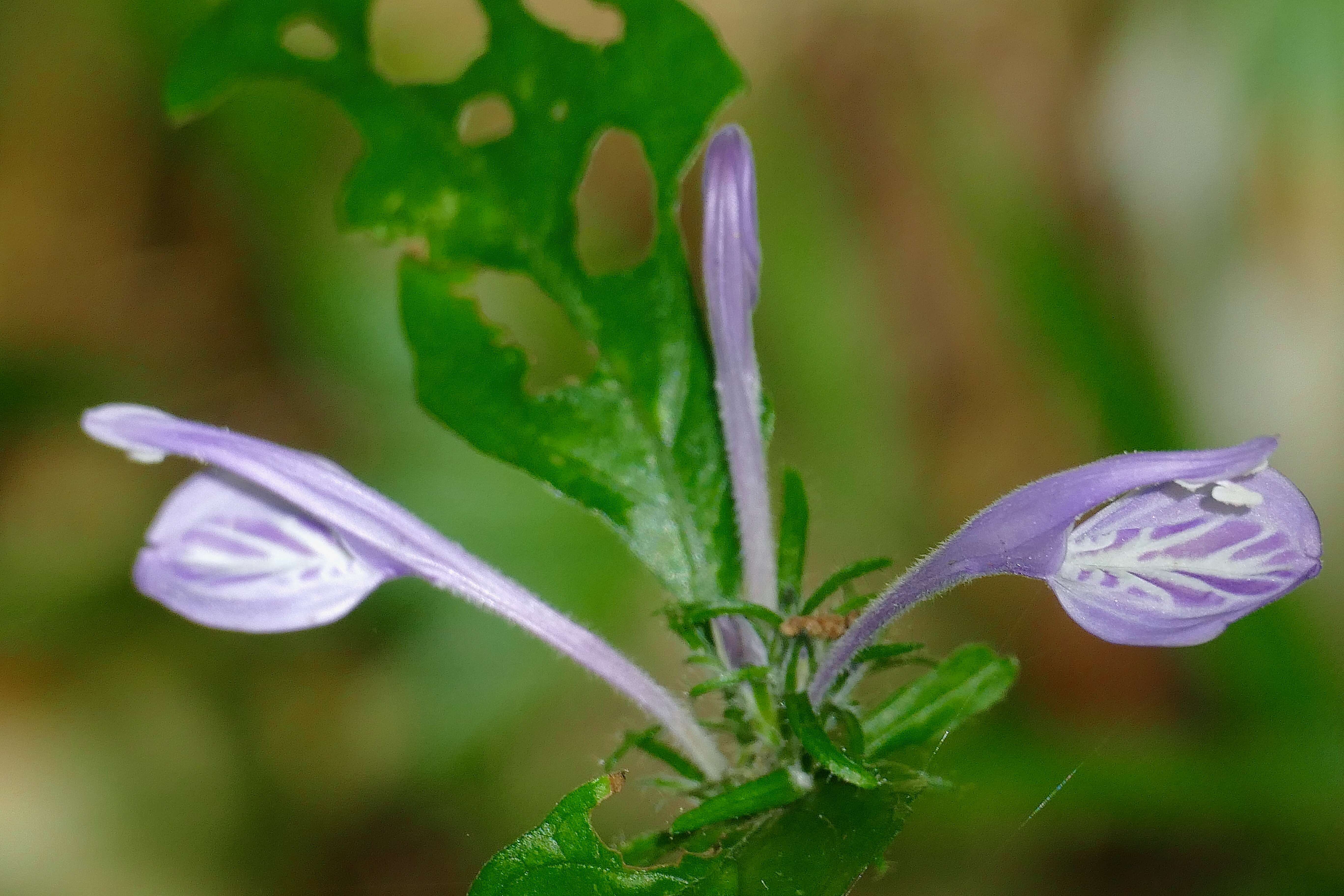 Sivun Isoglossa cooperi C. B. Cl. kuva