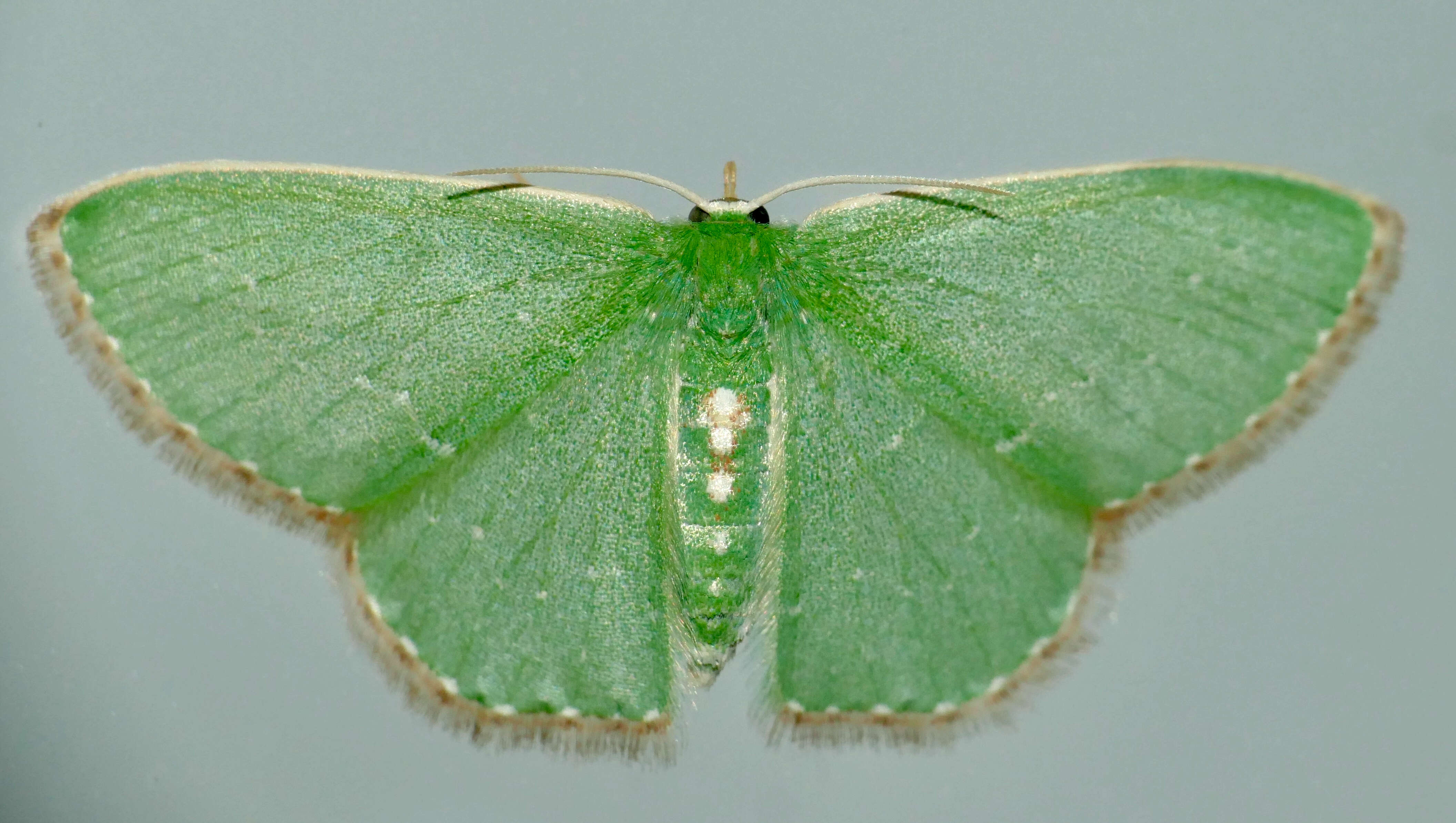 Image of Omphacodes punctilineata Warren 1897