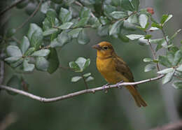 Image of Summer Tanager