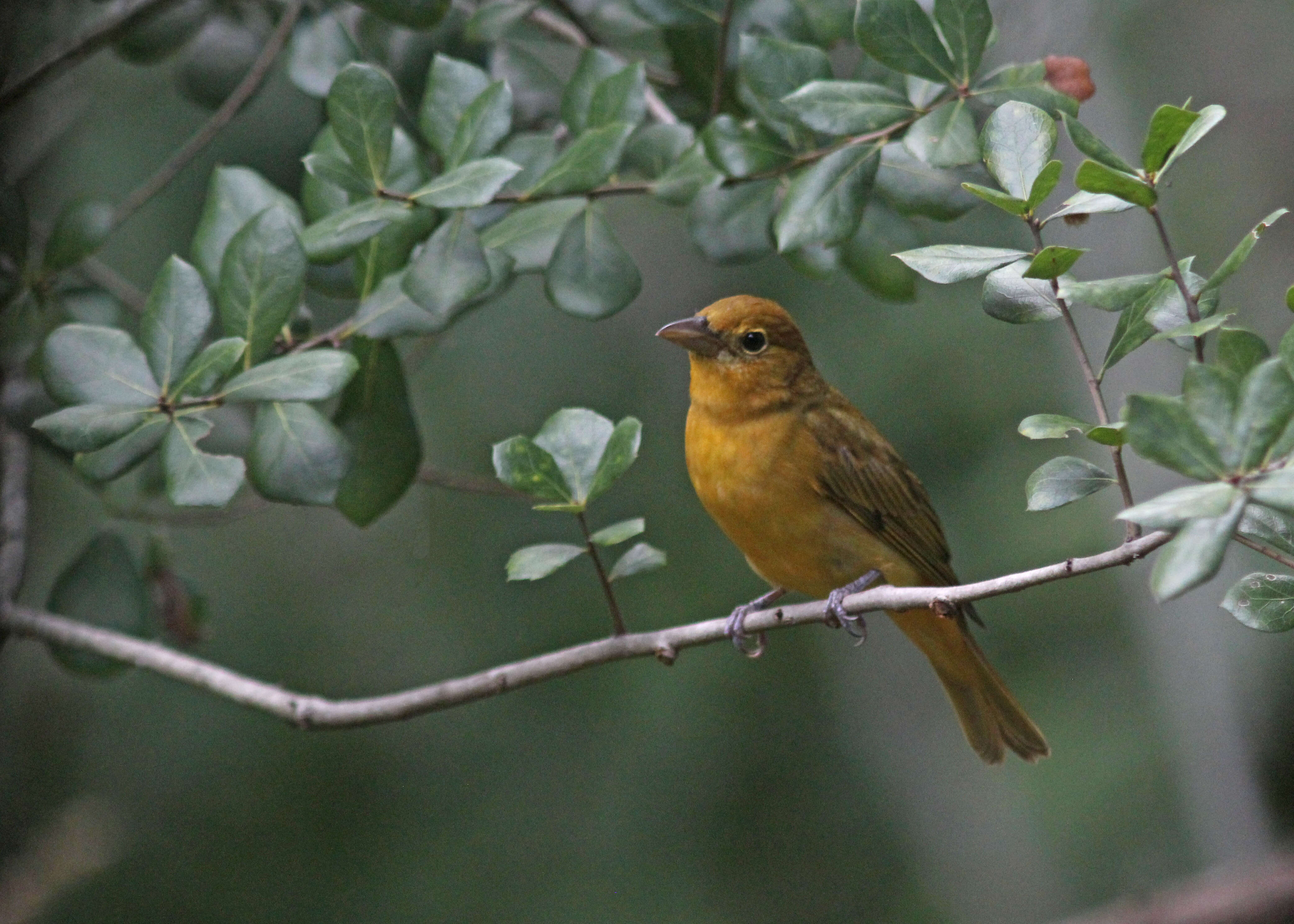 Image of Summer Tanager