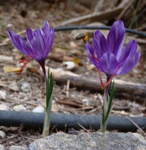 Image of autumn crocus