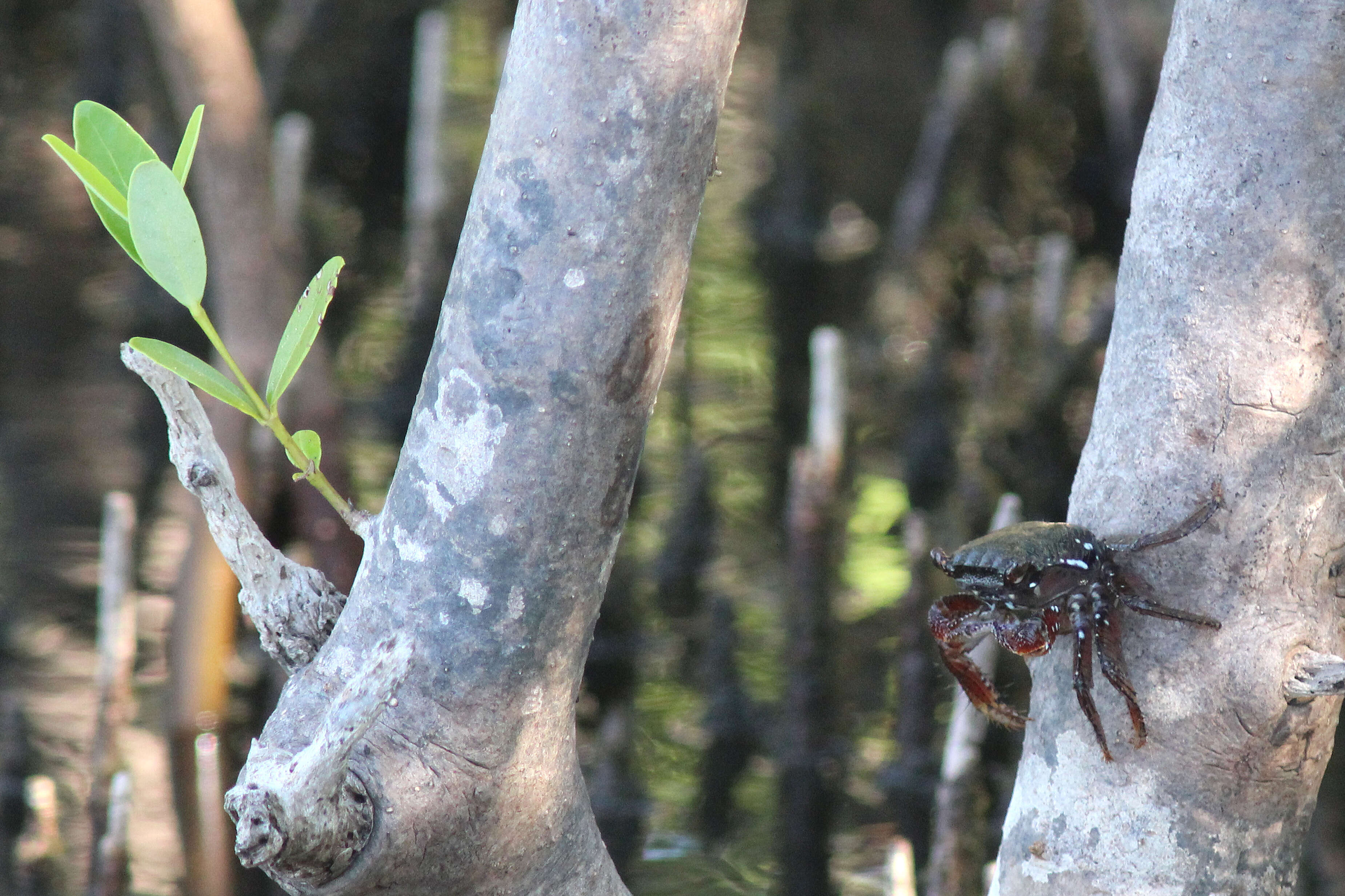 Image of mangrove crab