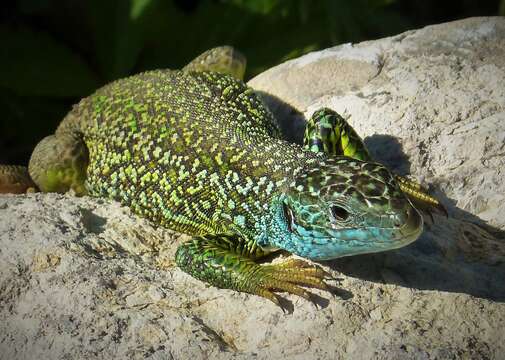 Image of green lizard