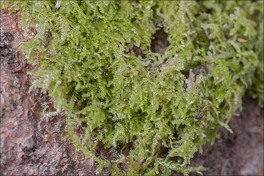 Image of Lejeunea cavifolia (Ehrh.) Lindb.