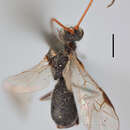 صورة Ascogaster albitarsus Reinhard 1867