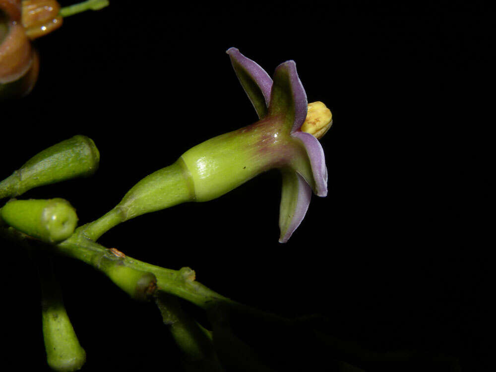 Image de Rustia occidentalis (Benth.) Hemsl.