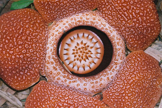 Image of Rafflesia keithii W. Meijer