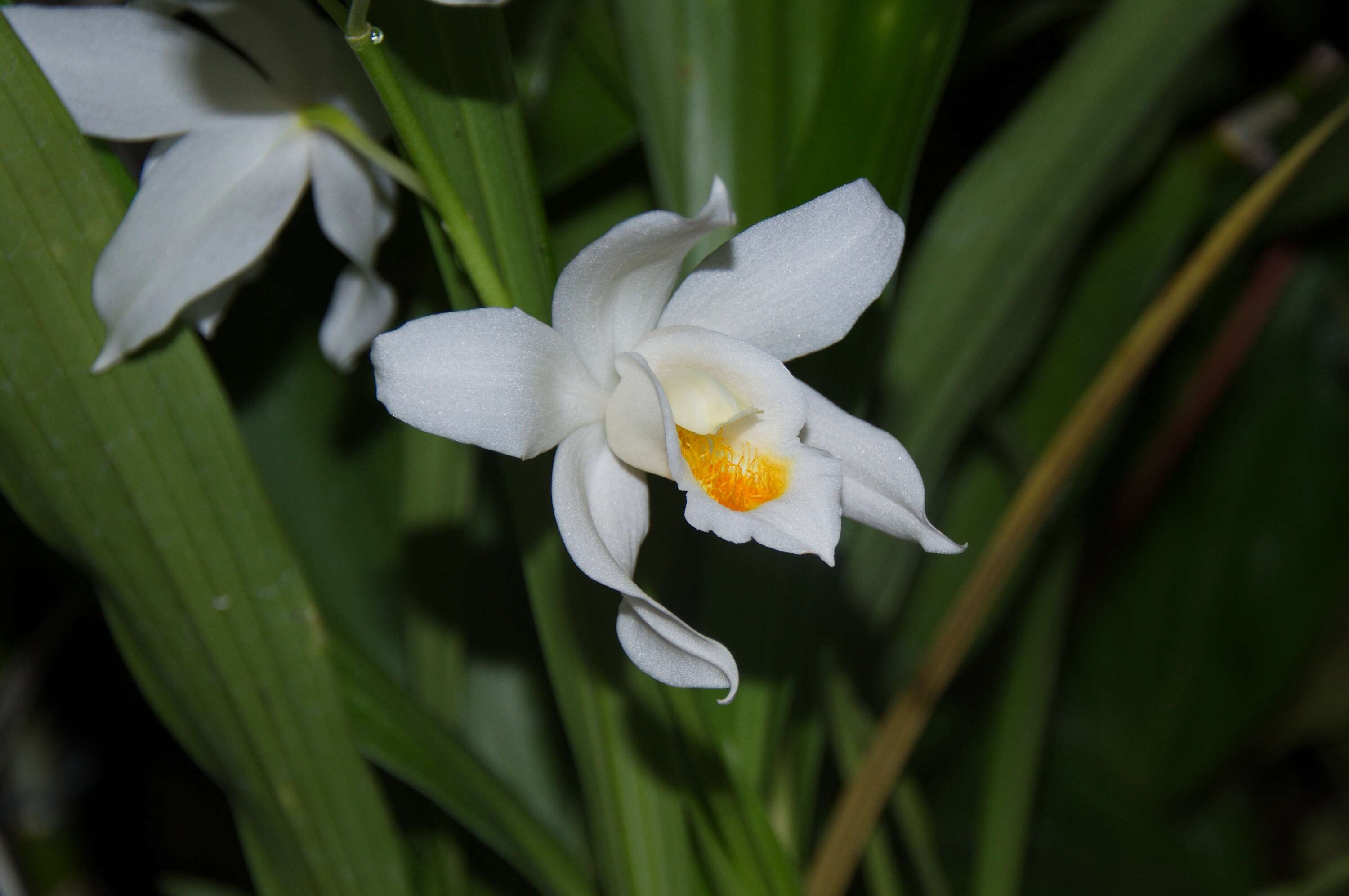 Image of Coelogyne mooreana Rolfe