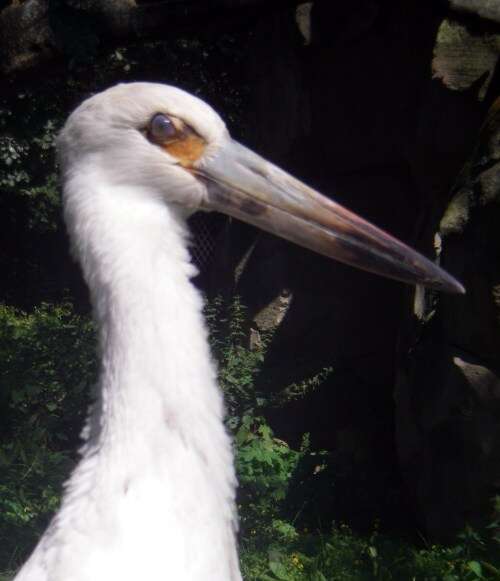 Image of Maguari Stork