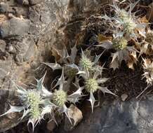 Eryngium ilicifolium Lam. resmi