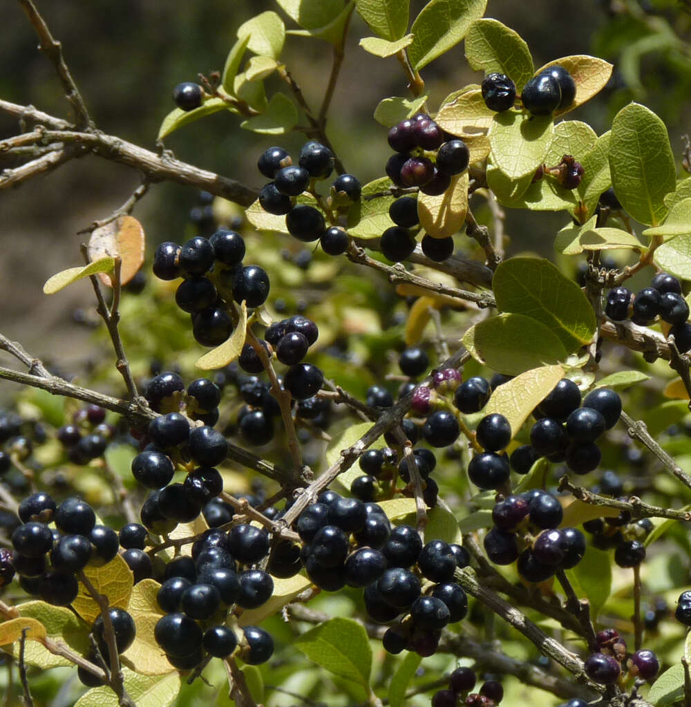 Image of Citharexylum ilicifolium Kunth