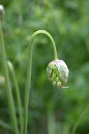 Image of Lady's leek