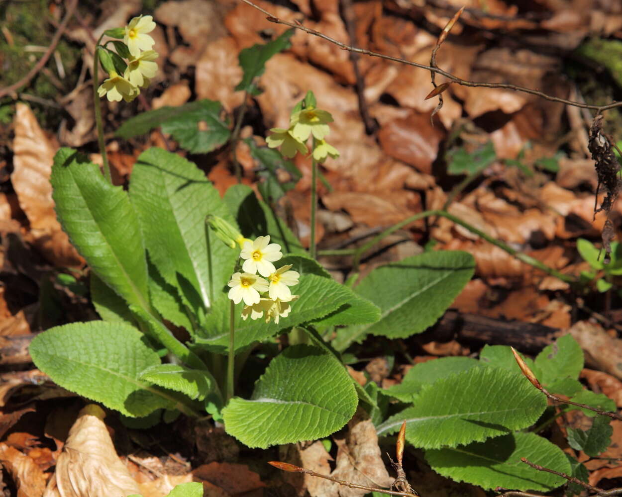 Image of oxlip