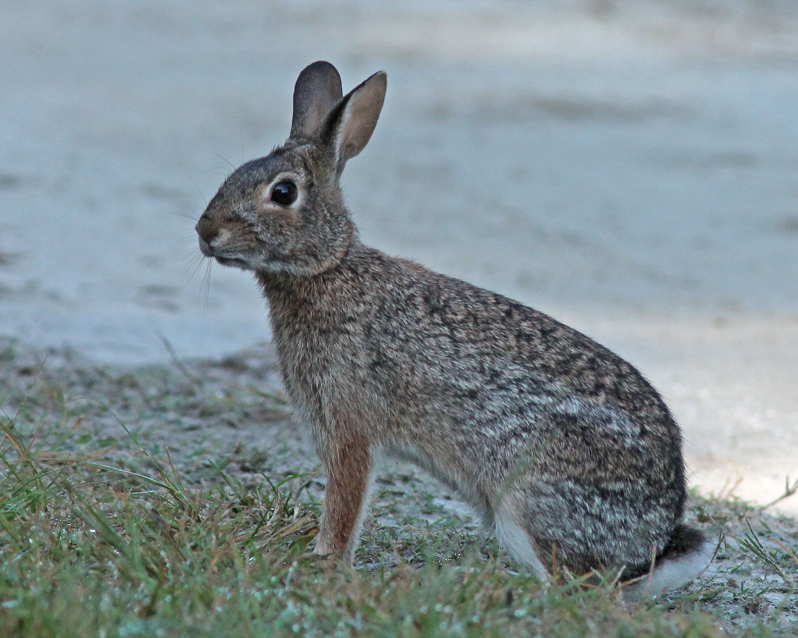 Imagem de Sylvilagus floridanus (J. A. Allen 1890)