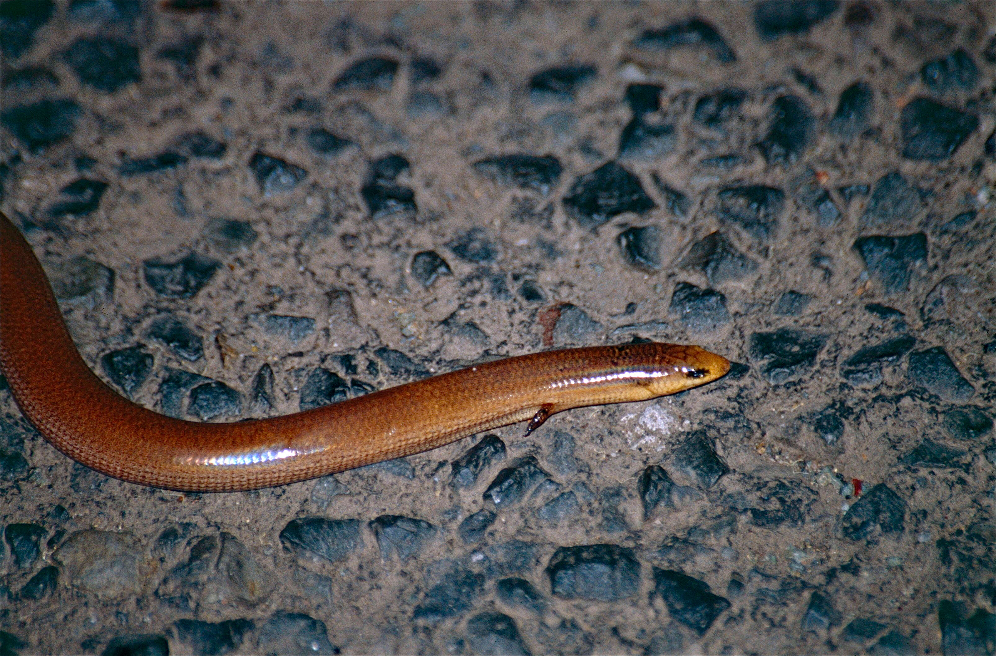 Image of Coeranoscincus