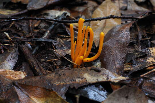 Image of Clavulinopsis sulcata Overeem 1923