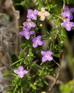 Image of Carolina desert-thorn