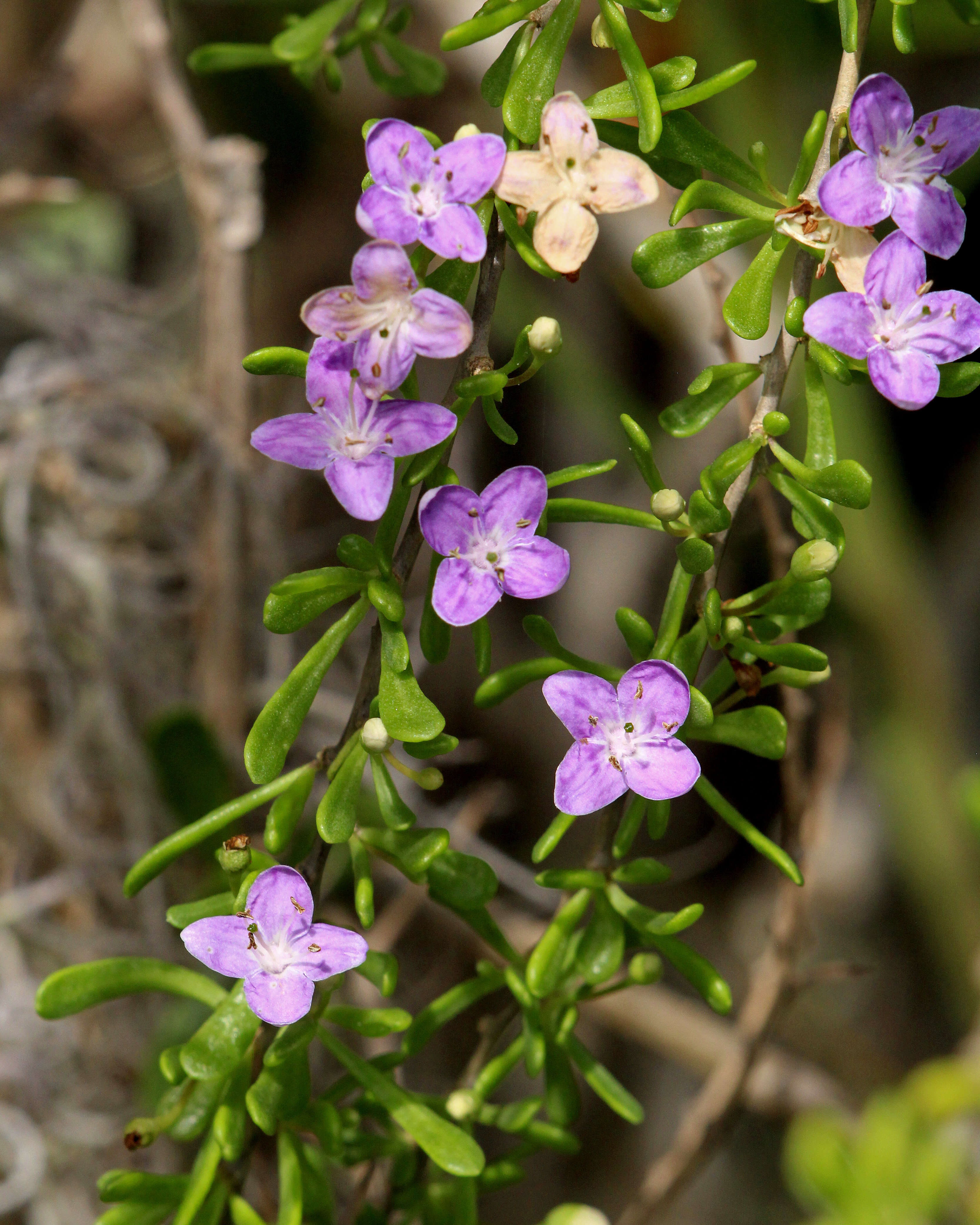 Image of Carolina desert-thorn