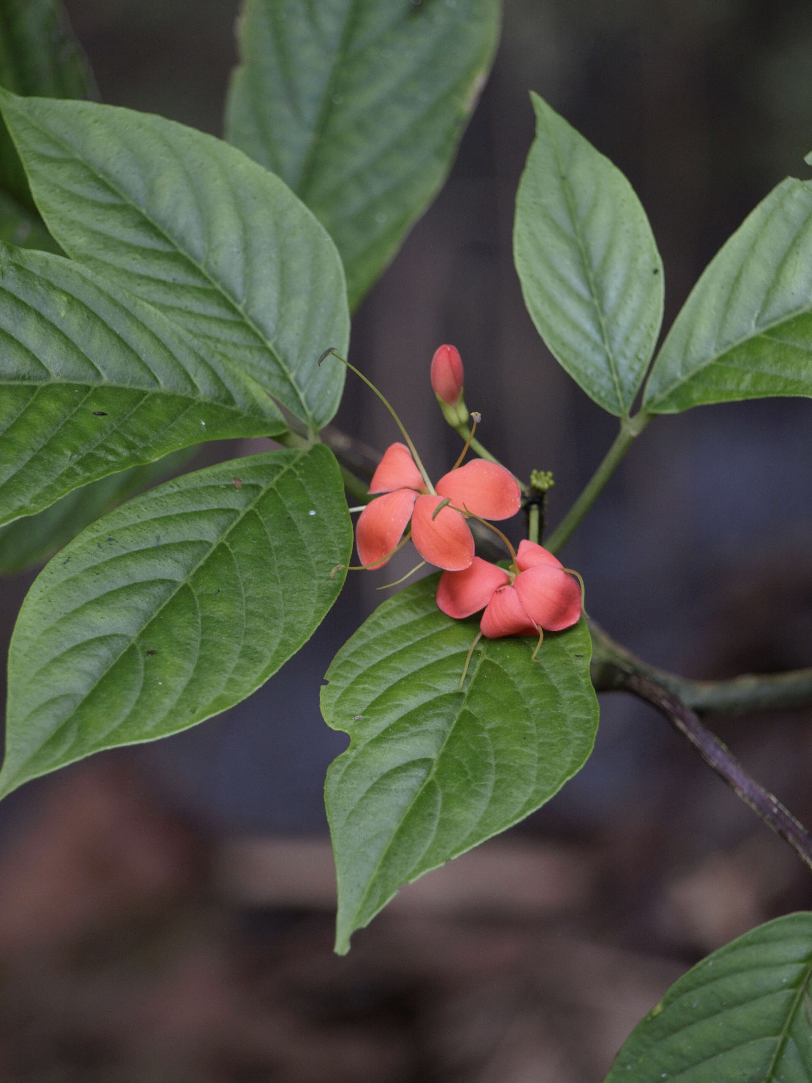 Image of Podandrogyne decipiens (Triana & Planch.) R. E. Woodson