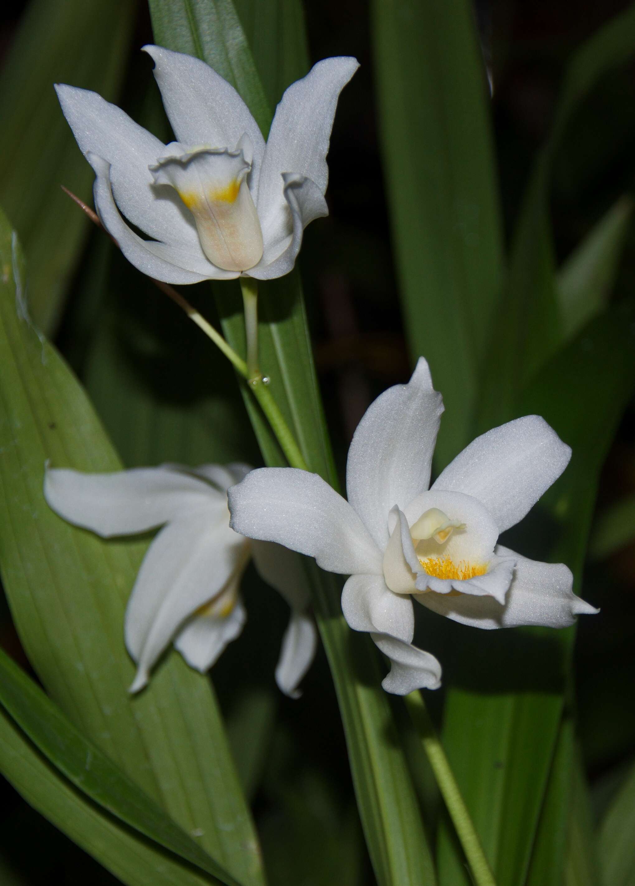 Image of Coelogyne mooreana Rolfe