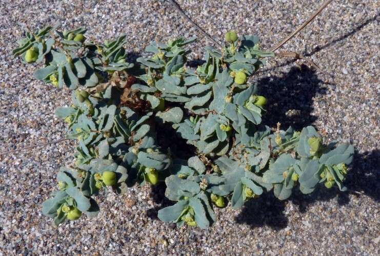 Image of Euphorbia peplis L.